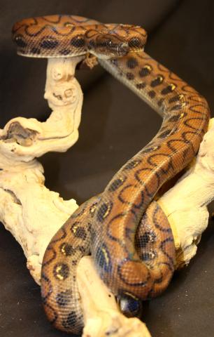 Adult Brazilian Rainbow Boas