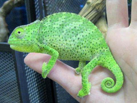 Graceful Chameleons