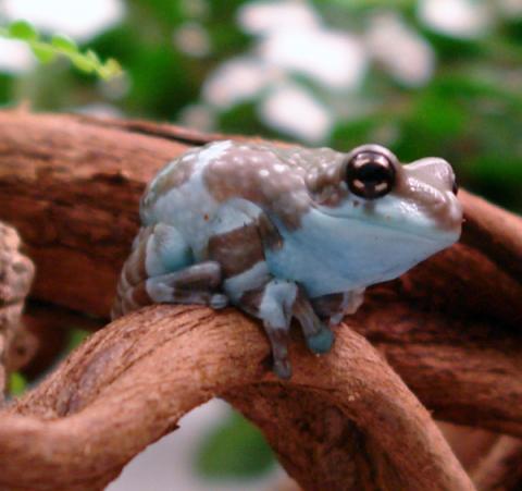 Adult Amazon Milk Frogs