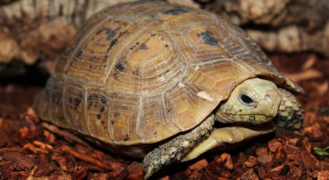 Small Elongated Tortoises