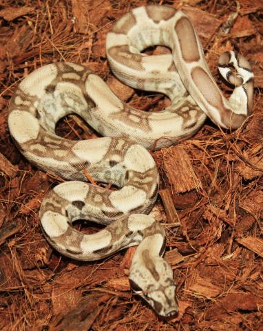 Baby Ghost Colombian Boas