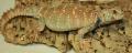 Sub Adult Ornate Uromastyx