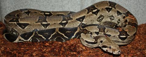 Adult Anery Colombian Boas