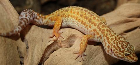 Sub Adult Hybino Leopard Geckos