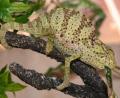 Graceful Chameleons
