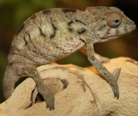 Baby Red Bar Ambilobe Panther Chameleons