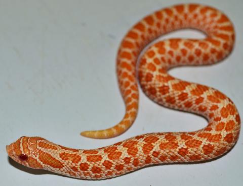 Baby Albino Western Hognose Snakes