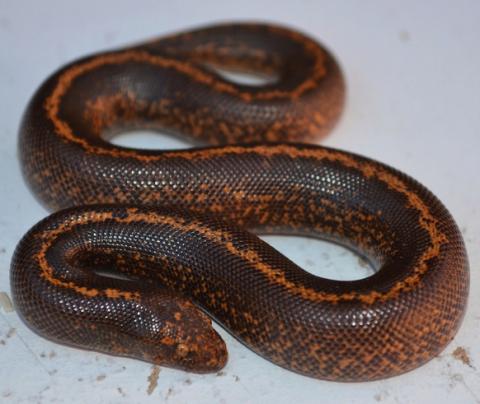 Baby Striped Kenyan Sand Boas