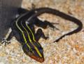 Emperor Flat Rock Lizards