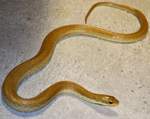 Madagascar Golden Hognose Snakes