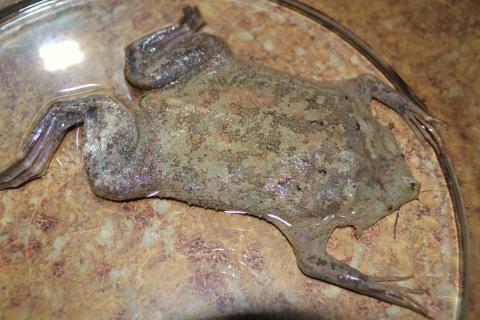Medium Pipa Pipa Toads