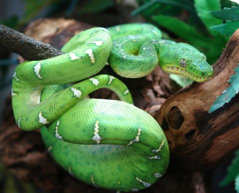 Medium Emerald Tree Boas