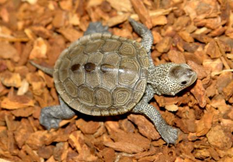 Small Diamondback Terrapins
