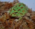 Baby Samurai Blue Pacman Frogs