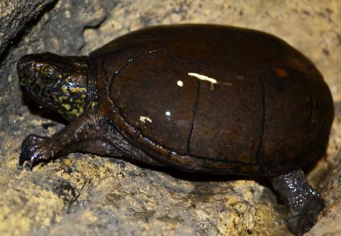 Stinkpot Turtles